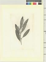 Acacia holosericea