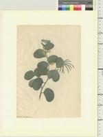 Acacia humifusa