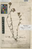 Lectotype of Bartsia coccinea L. [family SCROPHULARIACEAE]