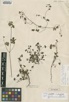 Type of Geranium potentilloides L'Her. var. potentilloides [family GERANIACEAE]