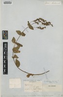 Type of Hypericum delphicum Boiss. & Heldr. [family HYPERICACEAE]