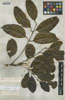 Type of Roupala pinnata (Ruiz & Pav.) Diels [family PROTEACEAE]