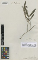 Syntype of Epidendrum dichotomum Lindl. [family ORCHIDACEAE]