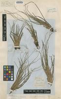 Isotype of Isoetes gardneriana Kunze [family ISOETACEAE]