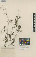 Syntype of Gomphrena paraguayensis Chodat [family AMARANTHACEAE]