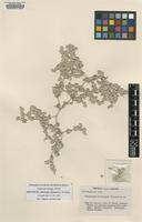 Isotype of Tidestromia rhizomatosa I.M.Johnst. [family AMARANTHACEAE]