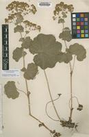 Type? of Alchemilla mollis (Buser) Rothm. [family ROSACEAE]