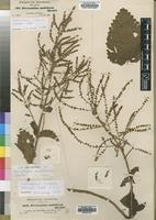 Syntype of Moschosma multiflorum Benth. [family LAMIACEAE]