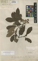 Holotype of Pyrus nussia Buch.-Ham. ex D.Don [family ROSACEAE]