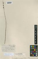 Isotype of Eulophia brevipetala Rolfe [family ORCHIDACEAE]