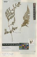 Type of Dicksonia scabra Wall. ex Hook. [family DICKSONIACEAE]