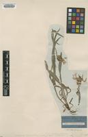 Type of Centaurea langii Friv. [family ASTERACEAE]