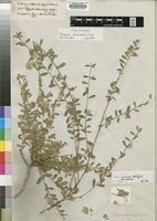 Type of Polygala obtusissima Hochst. [family POLYGALACEAE]