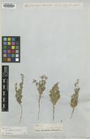 Isotype of Delphinium rugulosum Boiss. [family RANUNCULACEAE]