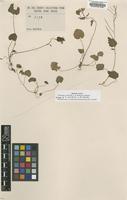 Isotype of Cardamine violifolia O.E.Schulz [family BRASSICACEAE]