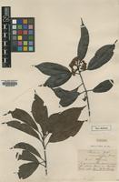 Type of Photinia melanostigma Hance [family ROSACEAE]