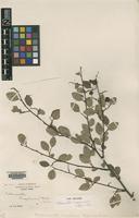 Type of Cotoneaster hupehensis Rehder & E.H.Wilson [family ROSACEAE]