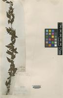 Type of Cotoneaster rotundifolius Wall. ex Lindl. [family ROSACEAE]
