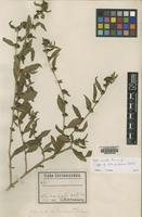 Type of Sida garckeana Pol. [family MALVACEAE]