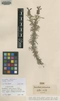 Lectotype of Stoechas officinarum Mill. [family LAMIACEAE]