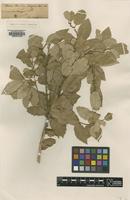 Type of Quercus ilex Orph. var. amorgina [family FAGACEAE]
