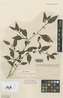 Isolectotype of Solanum curtipes Bitter [family SOLANACEAE]