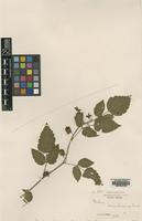Type of Rubus aurantiacus Focke [family ROSACEAE]