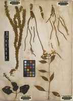 Original material of Lycopodium phlegmaria L. [family LYCOPODIACEAE]