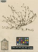 Original material of Saxifraga tridactylites L. [family SAXIFRAGACEAE]
