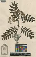 Lectotype of Sorbus aucuparia L. [family ROSACEAE]