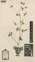 Lectotype of Lotus edulis L. [family FABACEAE F]