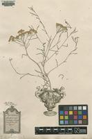Lectotype of Achillea santolina L. [family ASTERACEAE]