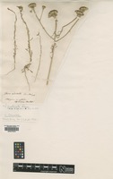 Type? of Iberis pectinata Boiss. & Reut. [family BRASSICACEAE]