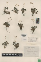 Syntype of Saxifraga geoides Lacaita [family SAXIFRAGACEAE]