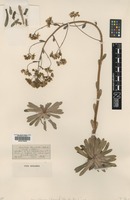 Type? of Saxifraga x churchillii Huter [family SAXIFRAGACEAE]