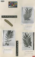 Lectotype of Marattia microcarpa Mett. [family MARATTIACEAE]