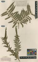 Isotype of Marattia salicifolia Kunze var. natalensis [family MARATTIACEAE]