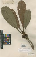 Syntype of Melanochyla axillaris Ridl. [family ANACARDIACEAE]