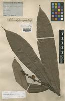 Isotype of Melanochyla rugosa King [family ANACARDIACEAE]