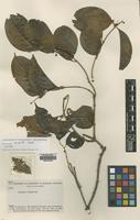 Isotype of Banisteriopsis krukoffii Gates [family MALPIGHIACEAE]