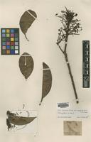 Isolectotype of Ilex laureola Loes. var. neglecta [family AQUIFOLIACEAE]