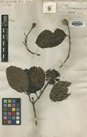 Isotype of Nauclea forsteri Seem. [family RUBIACEAE]