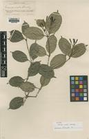Isotype of Faramea ovalis Standl. [family RUBIACEAE]