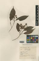 Type of Andina assimilis Craib [family RUBIACEAE]