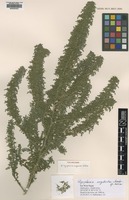 Type of Dysphania neglecta Sukhor. [family CHENOPODIACEAE]