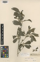 Syntype of Diospyros shirensis Hiern [family EBENACEAE]
