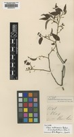 Syntype of Olax andronensis Baker [family OLACACEAE]