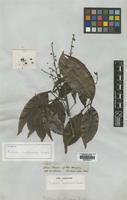Isotype of Talisia multinervis Radlk. [family SAPINDACEAE]
