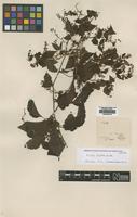 Isotype of Urvillea stipitata Radlk. [family SAPINDACEAE]