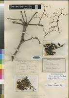 Type of Vitis volkensii Gilg [family VITACEAE]